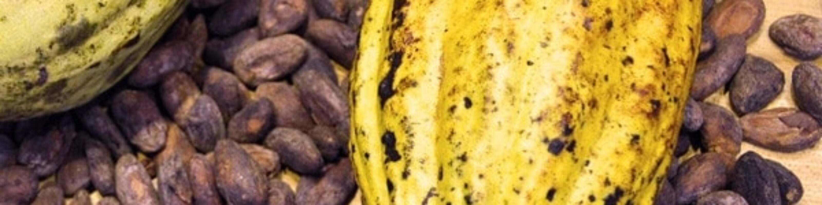 Ganci di cacao